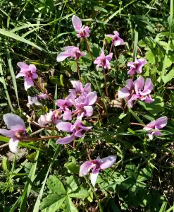 Tom 01 Bermbloepjes in Zuid Italie